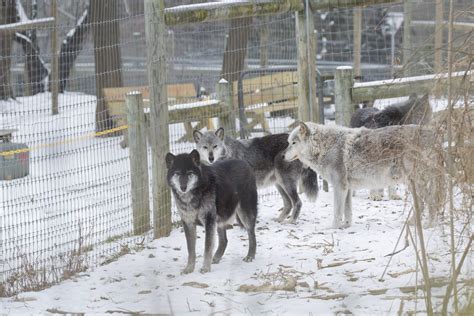 Adopt A Wolf From The Wolf Sanctuary Of Pa Help Us Help Them