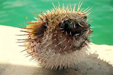 Top 10 Facts About Pufferfish Always Learning