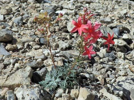 Flowers that last all year in arizona. Vegetation Around Las Vegas, Arizona Skyrocket (Ipomopsis ...