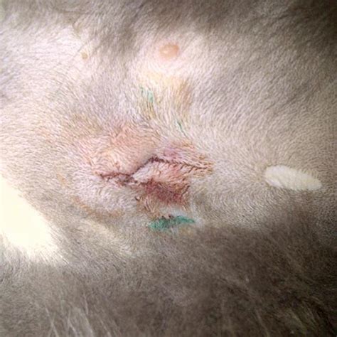 While cats can be spayed or neutered at anytime, including when they're pregnant, it is best to get this procedure done as soon as they reach sexual maturity. What should a healing cat spay incision look like - The ...