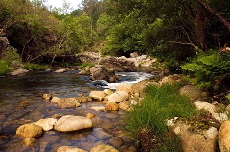 Free Picture Water River Stream Nature Landscape Wood Forest Tree