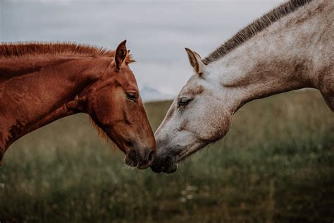 How Do Horses Have Sex Alluring Whispers