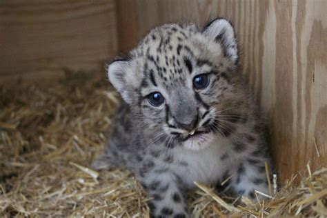 Its A Girl Endangered Snow Leopard Born At Omaha Zoo