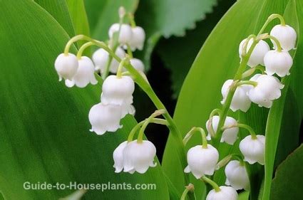 It requires little or no pruning as it grows very slowly, just takes out any dead branches. Lily of the Valley Flowers - Tips for Growing Lilies in Pots