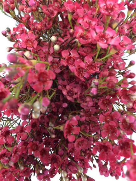 1 count (pack of 1). Red Tinted Wax Flower Wholesale Flowers (With images ...