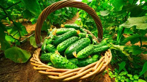 Sow two seeds about an inch (3cm) deep, then water well. How To Grow Cucumbers From Seed + Health Benefits Of ...