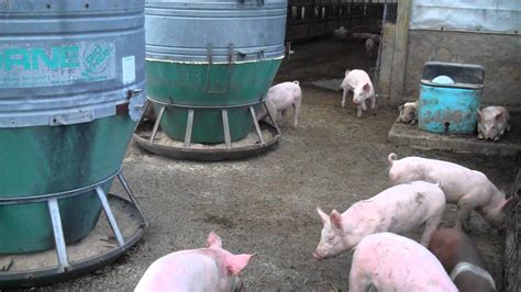 Feeder Pigs On Zweber Farms Youtube