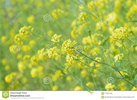 Yellow Rapeseed Flower Fields In Sunshine Stock Photo Image Of Crop