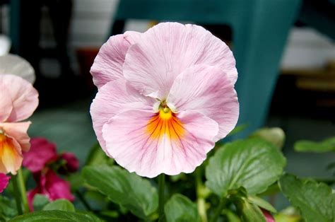 A Pale Pink Pansy So Lovely Pansies Flowers Pink
