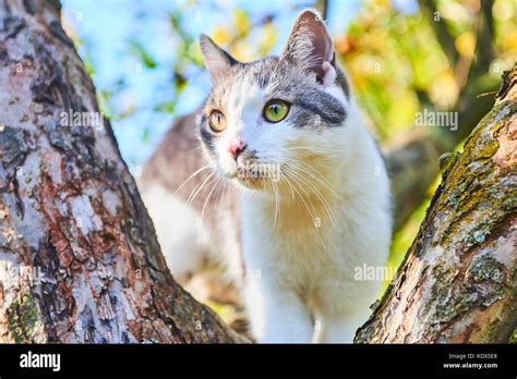 Cat Hunting Garden Hi Res Stock Photography And Images Alamy