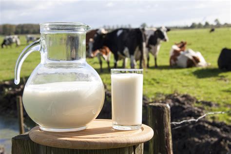 Domestic Milk Intake Up 31 In June Agrilandie