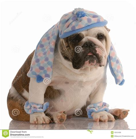 Dog Wearing Hat And Scarf Stock Photo Image Of Animal 10012458
