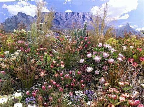 Plants Of South Africa Table Mountain In The Background Africa Do Sul