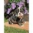 Olaf  English Boston Bulldog Puppy For Sale In Ohio