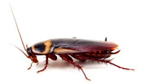 Cockroaches Have Evolved To Evade Sugar Traps