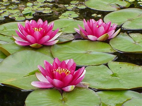 The most striking feature about lotus is that although it grows in mud and returns within, it flowers clean. Top 10 most beautiful flowers in the world - Top 10 ...