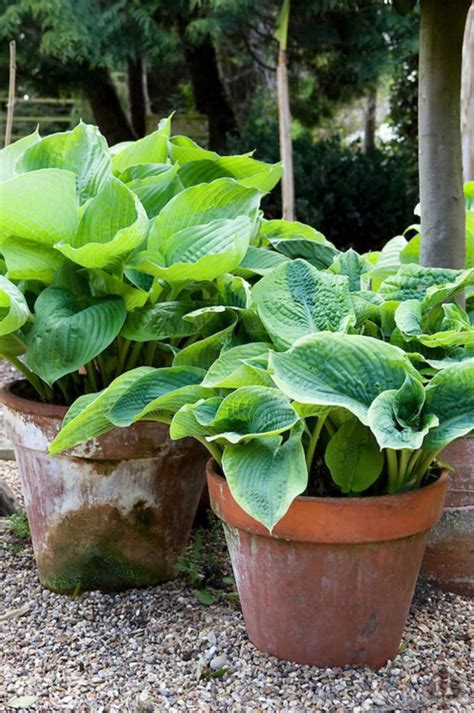 Tips And Tricks For Planting Hostas In Pots Hosta Gardens Container