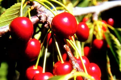 Cherry | Producepedia