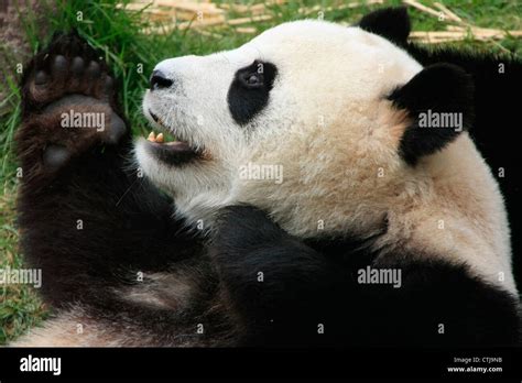 Panda Paw Hi Res Stock Photography And Images Alamy