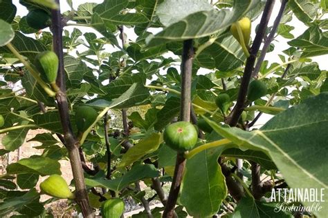 What You Need To Know About Planting Figs Fig Tree Care And Growing An
