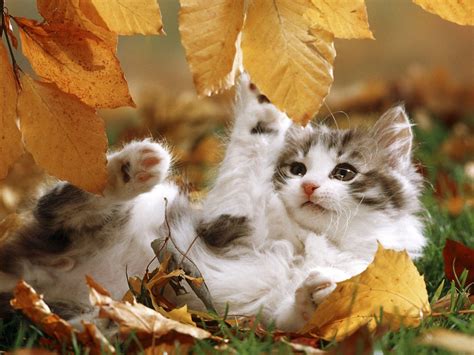 Fall Cat Wallpapers Top Free Fall Cat Backgrounds Wallpaperaccess