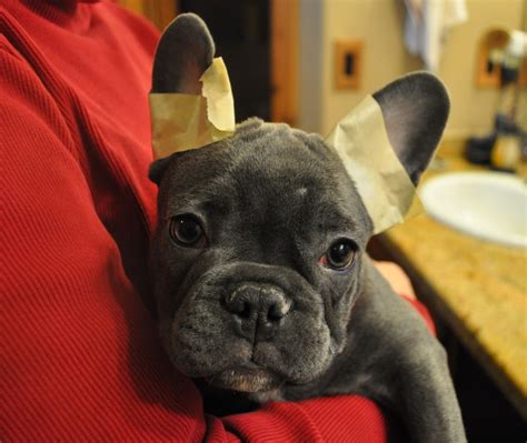 The majority of dog breeds can use their ears to send a variety of messages about how they are feeling. At what age do French Bulldog puppies' ears stand up ...