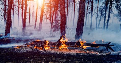 Forest Fire Fallen Tree Is Burned To The Ground A Lot Of Smoke When