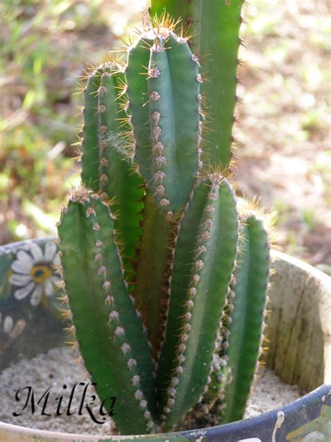 Aunque muchas personas piensan que los cactus no hay que en general todos aquellos cactus con muchos pelos y espinas están preparados para que los rayos de. Dos cactus corrientes por identificar