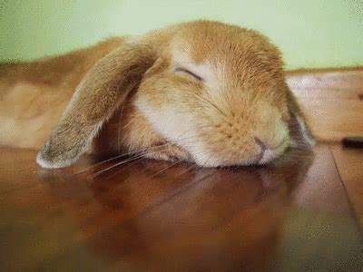 Cute Bunny GIF - Cute Bunny Sleepy - Discover & Share GIFs