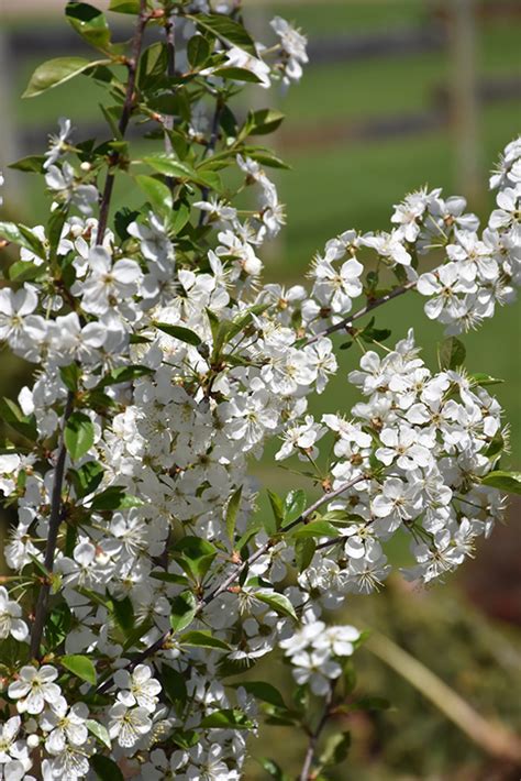 Hours may change under current circumstances Juliet Cherry (Prunus 'Juliet') in Columbus Dublin ...