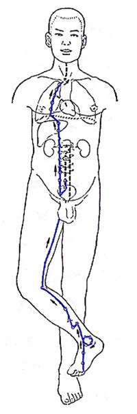 The Kidney Meridian Root Of Life Craniosacral Therapy Meridian
