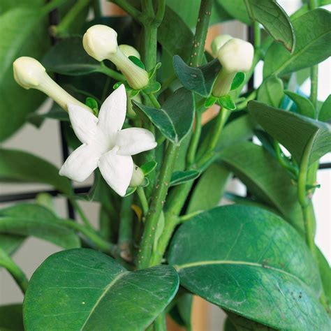 16 Fragrant Indoor Plants To Fill Your Home With Natural Scents