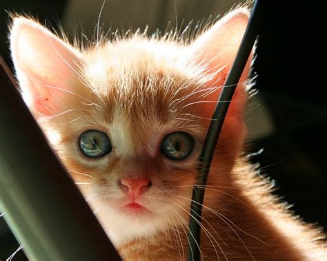 17 Cutest Kittens On The Earth