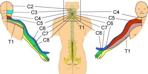 Nerve Roots From The Neck Cervical Spine