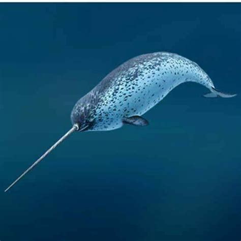 Narwhal Narwhal Ocean Creatures Narwhal Water Animals