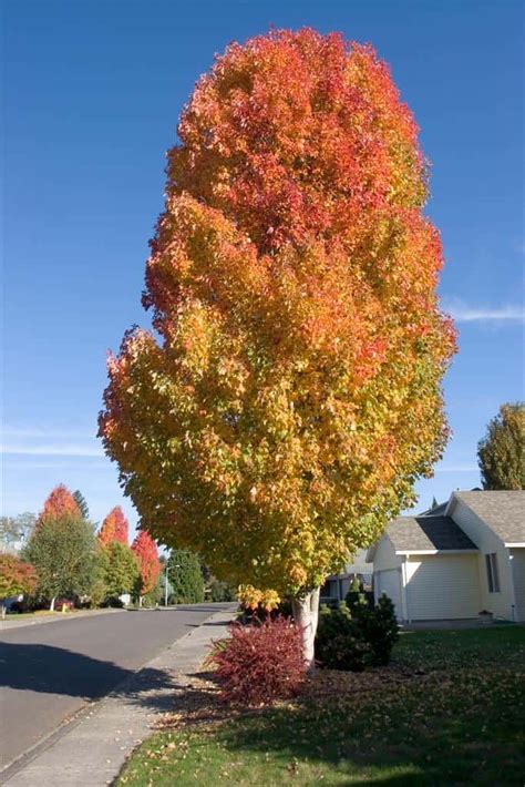 common types  maple trees growing   usa