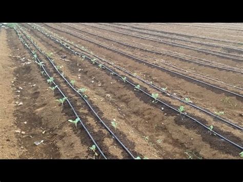 Cara Mudah Memasang Drip Irrigation Irigasi Tetes Teknologi Israel