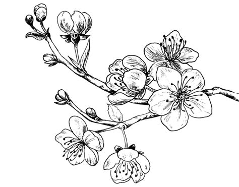 Pin on Dibujos de Flores para colorear
