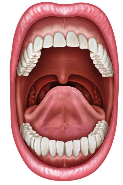 Open Mouth Diagram