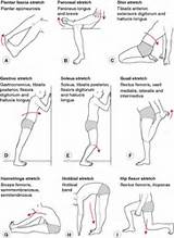 Shin Muscle Exercises Pictures