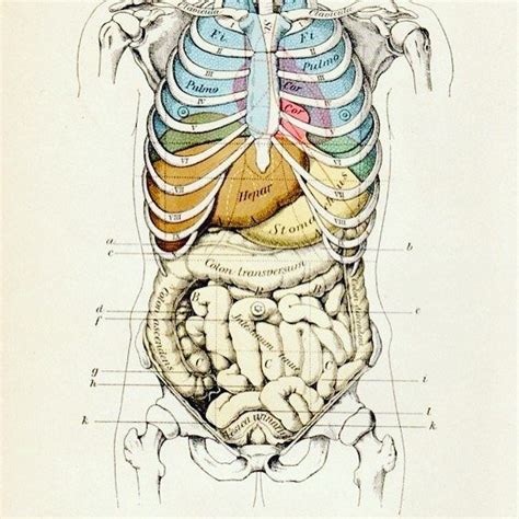 Illustration Human Rib Cage Over Lungs Heart Other Lower Intestine