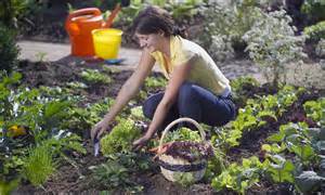 Gardening Nigel Colborn Explains How To Grow Vegetables