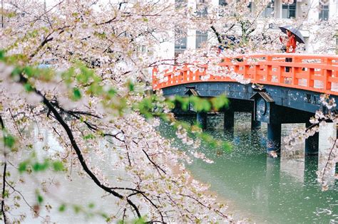 Ultimate Guide To Viewing Cherry Blossoms In Japan