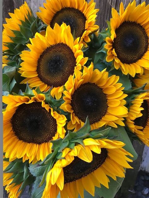 25 Procut Orange Sunflower Seeds Etsy Orange Sunflowers Sunflower