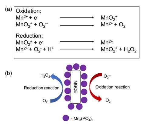 A Oxidation Reduction Reaction Between Superoxide Radical O And