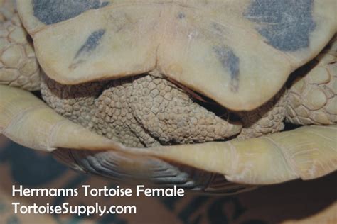 Sexing Your Tortoise How To Determine The Sex Of Your