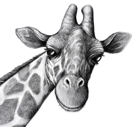 Giraffe Face Drawing At Explore Collection Of