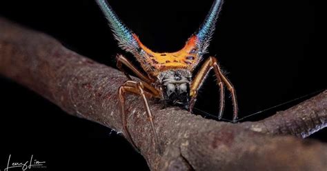 Tywkiwdbi Tai Wiki Widbee Spiny Orb Weaver Spider