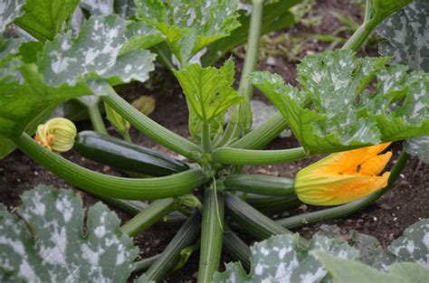 Some zucchini grow much larger than others. Growing Squash for Cooking - Capper's Farmer | Practical ...