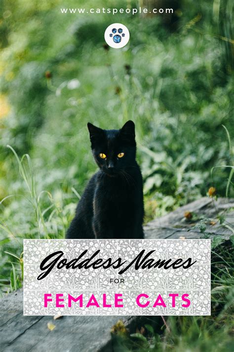 Before that, they were of modest use only. 15 Goddess Names for Female Cats in 2020 | Unique cat ...